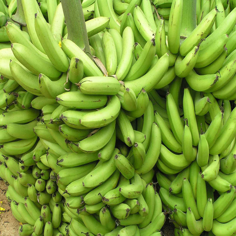 Green Banana Paw Fruit Seeds for Planting