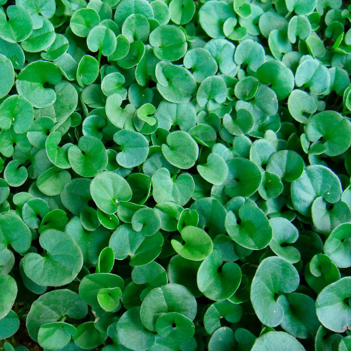 Emerald Falls Dichondra House Flower seeds for Planting - Fragrant Blossoms, Heirloom & GMO Free Seeds for Home Garden