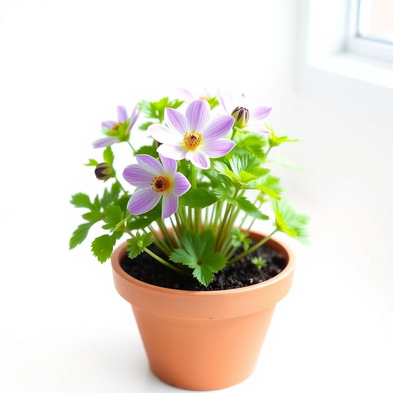 Anemone Pulsatilla Violet Seeds for Planting - Perennial Flower Seeds