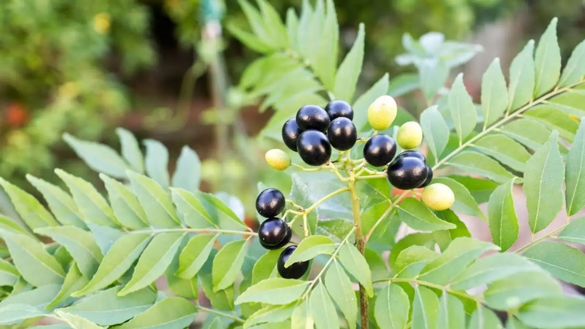 Curry Leaf Vegetable Seeds for Planting