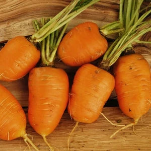 Oxheart Carrot Seeds for Vegetable Planting