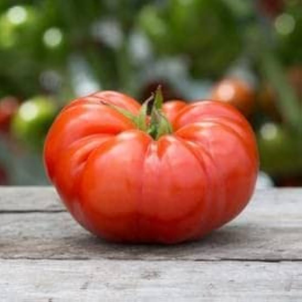 Aussie Tomato Paste Seeds for Planting Home Vegetable Kitchen Garden