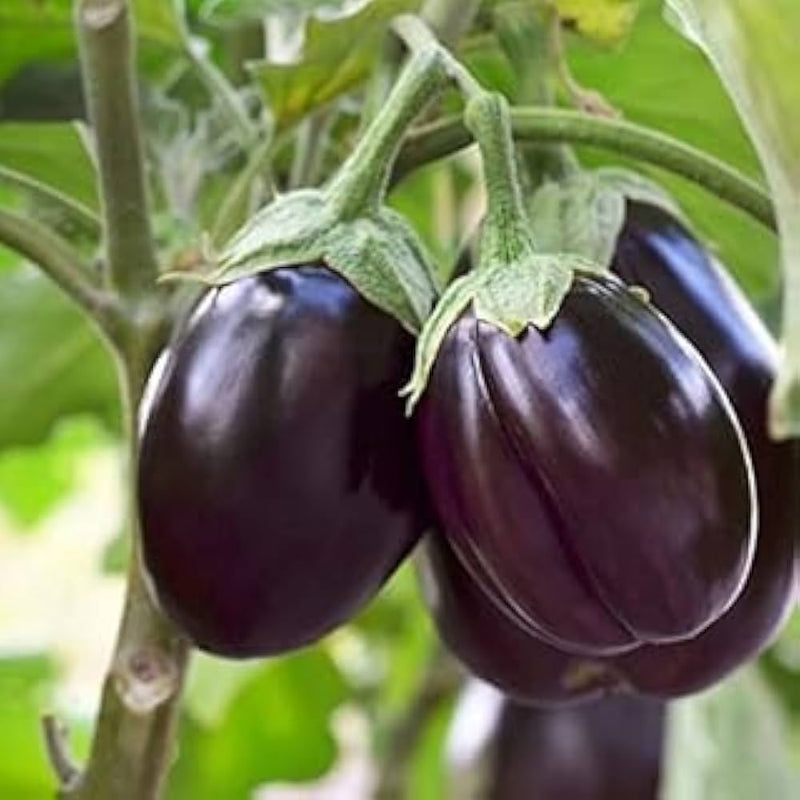 Ophelia Eggplant Vegetable Seeds for Planting