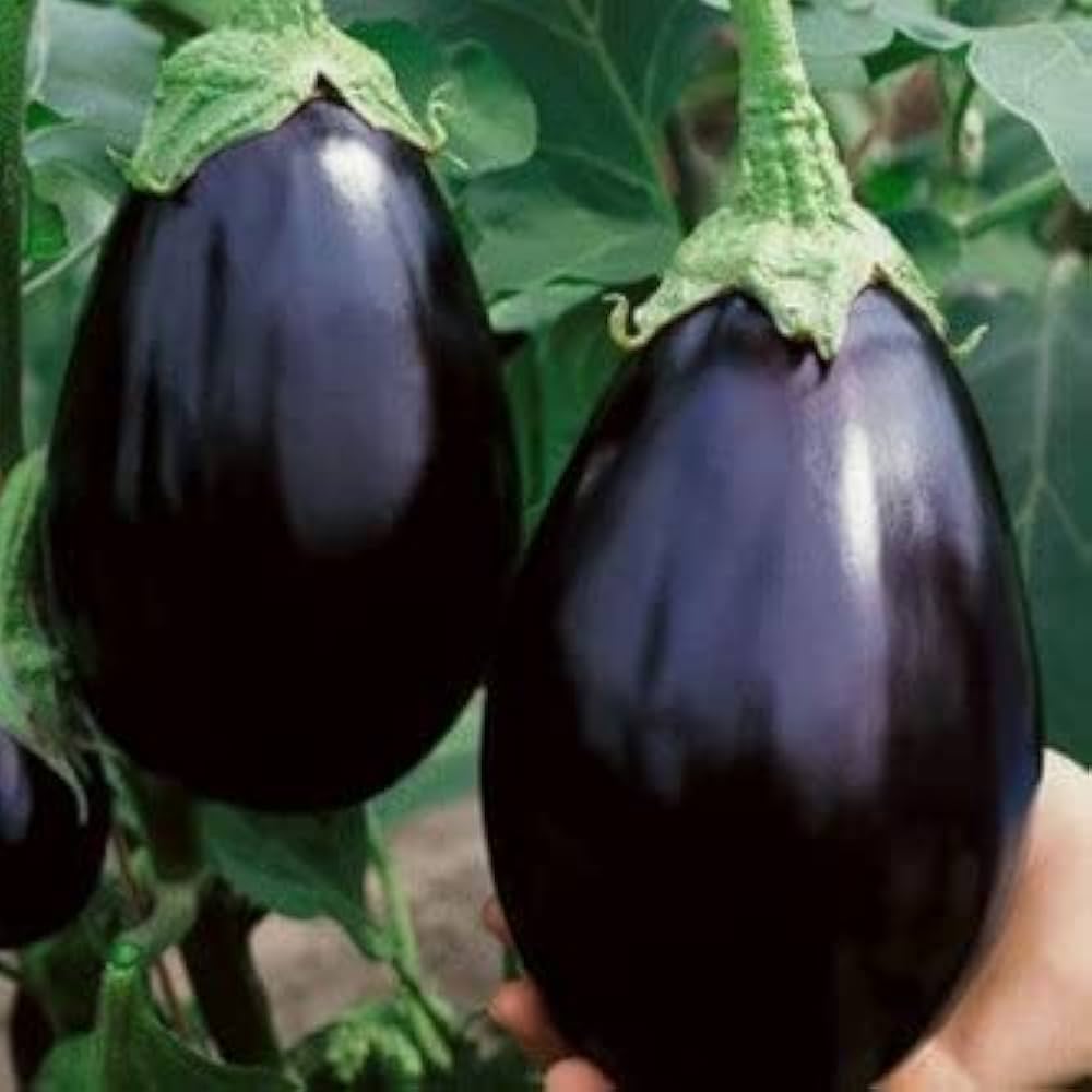 Dusky Eggplant Seeds for Planting Solanum melongena for vegetable patch and home garden