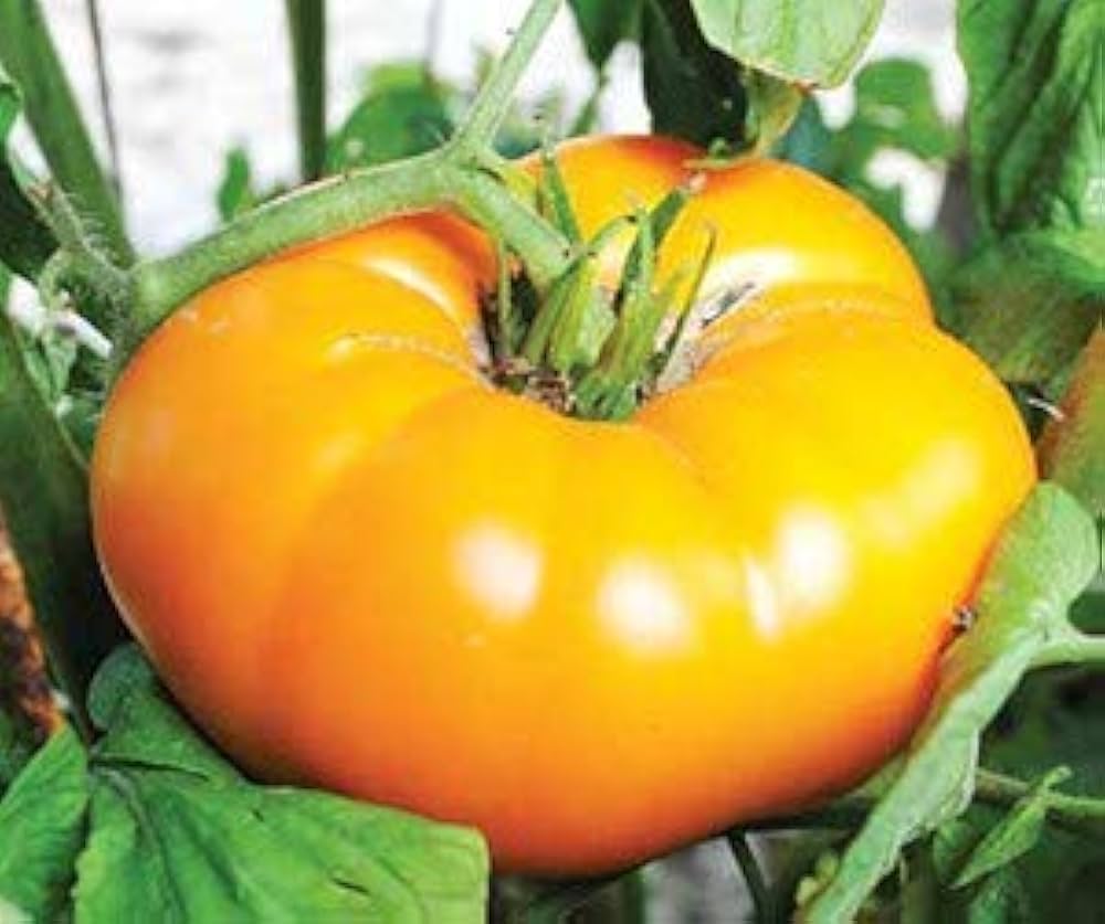 Yellow Brandywine Tomato Seeds Solanum lycopersicum for Planting in Vegetable Patch and Backyard Garden