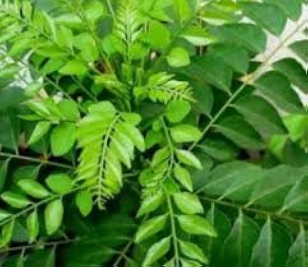 Curry Leaves Vegetable Seeds - Grow Fresh Flavors at Home