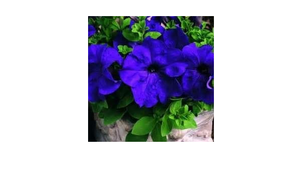 Blue Climbing Vine Seeds - Mandevilla Sanderi For Planting Flower