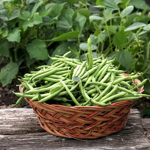 Mixed Pinto Bean Seeds for Garden Planting