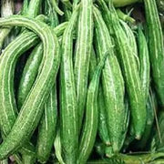 Trichosanthes Cucumerina Seeds for Vegetable Planting