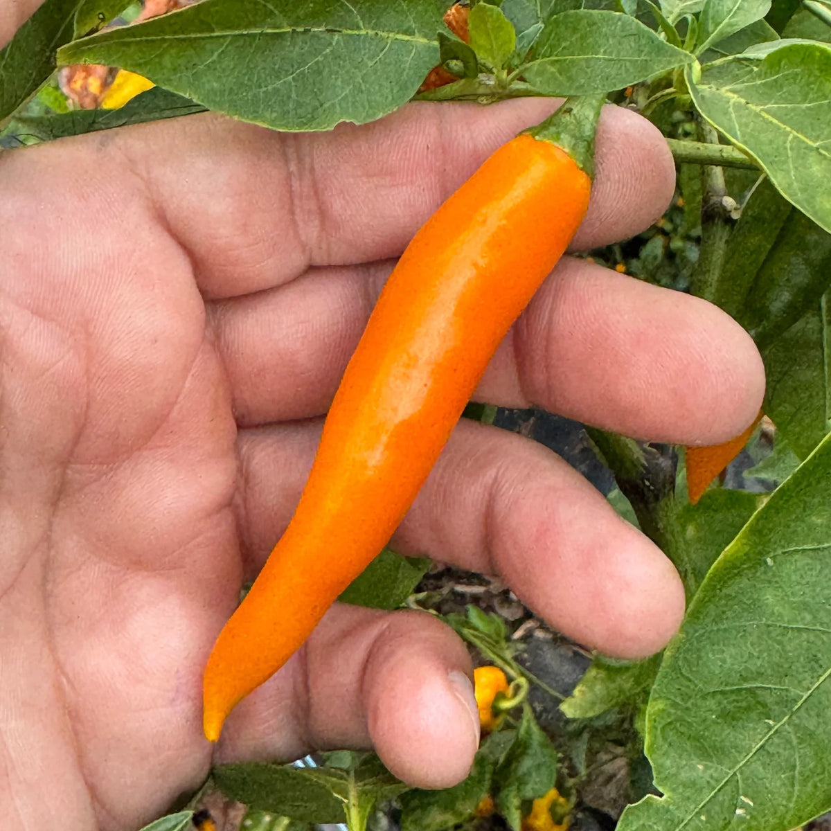 Orange Chili Vegetable Seeds for Planting