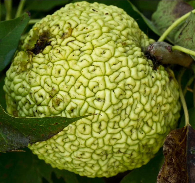 Yellow Maclura Fruit Seeds Planting