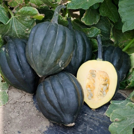 Table King Bush Acorn Squash Planting  Seed for Robust Growth and Delicious Harvest in Your Garden
