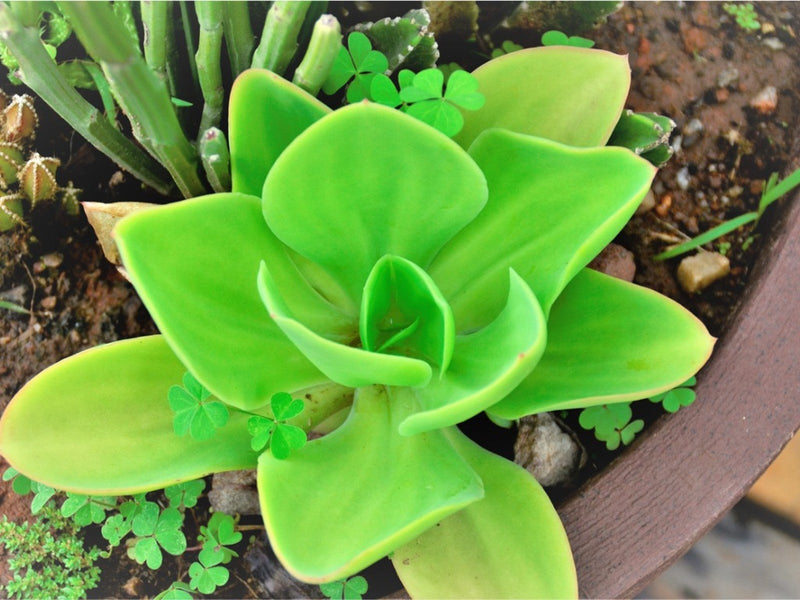 Green Echeveria Palida Flower seeds for Planting - Pollinator Friendly, Heirloom & GMO Free Seeds for Home Garden