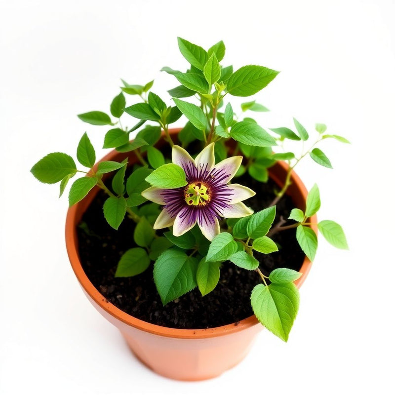 Mixed Color Passion Flower Seeds – Non-GMO, Heirloom, High Germination Organic Garden Seeds for Planting