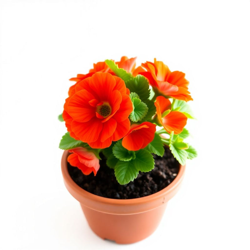 Stoppuhr Orange Portulaca Moss Rose Seeds for Bright Orange Blooms