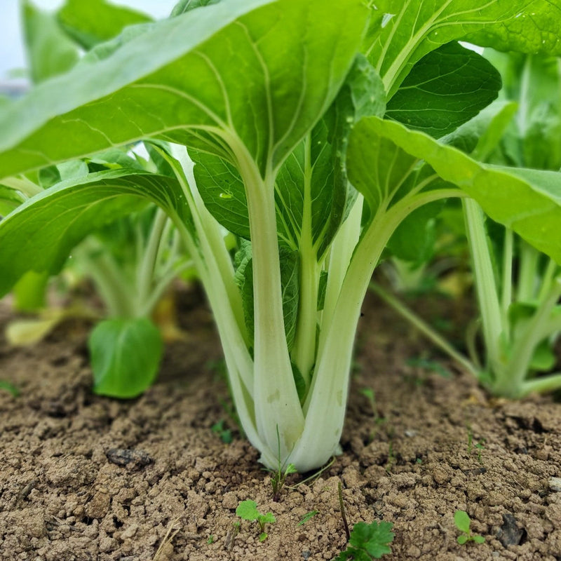 Green Pak Choi Flower seeds for Planting Bright Blooms Heirloom & GMO Free Seeds for Home Garden 
 
 Sale seeds for home garden planting