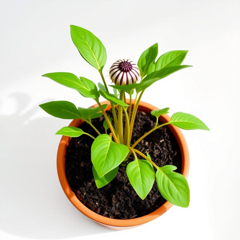 Salsify Edible Planting Flower Seeds