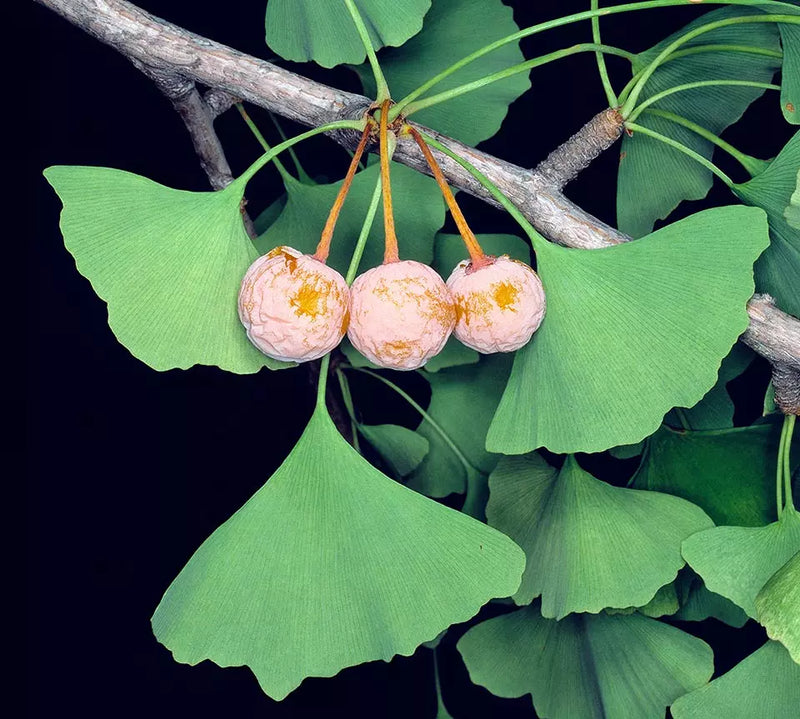 Majestic Ginkgo Biloba Tree Seeds for Easy Planting