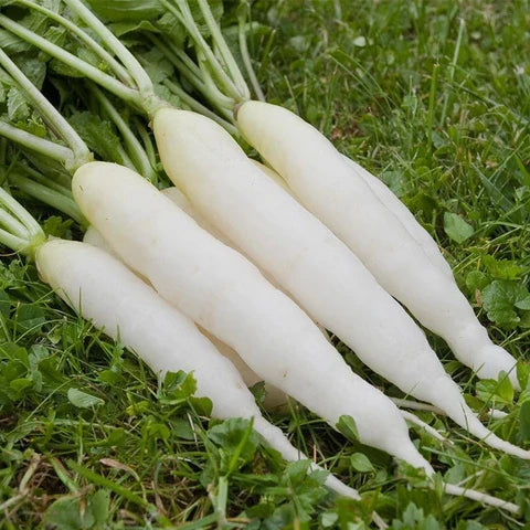 Organic Radish Seeds for Garden Planting