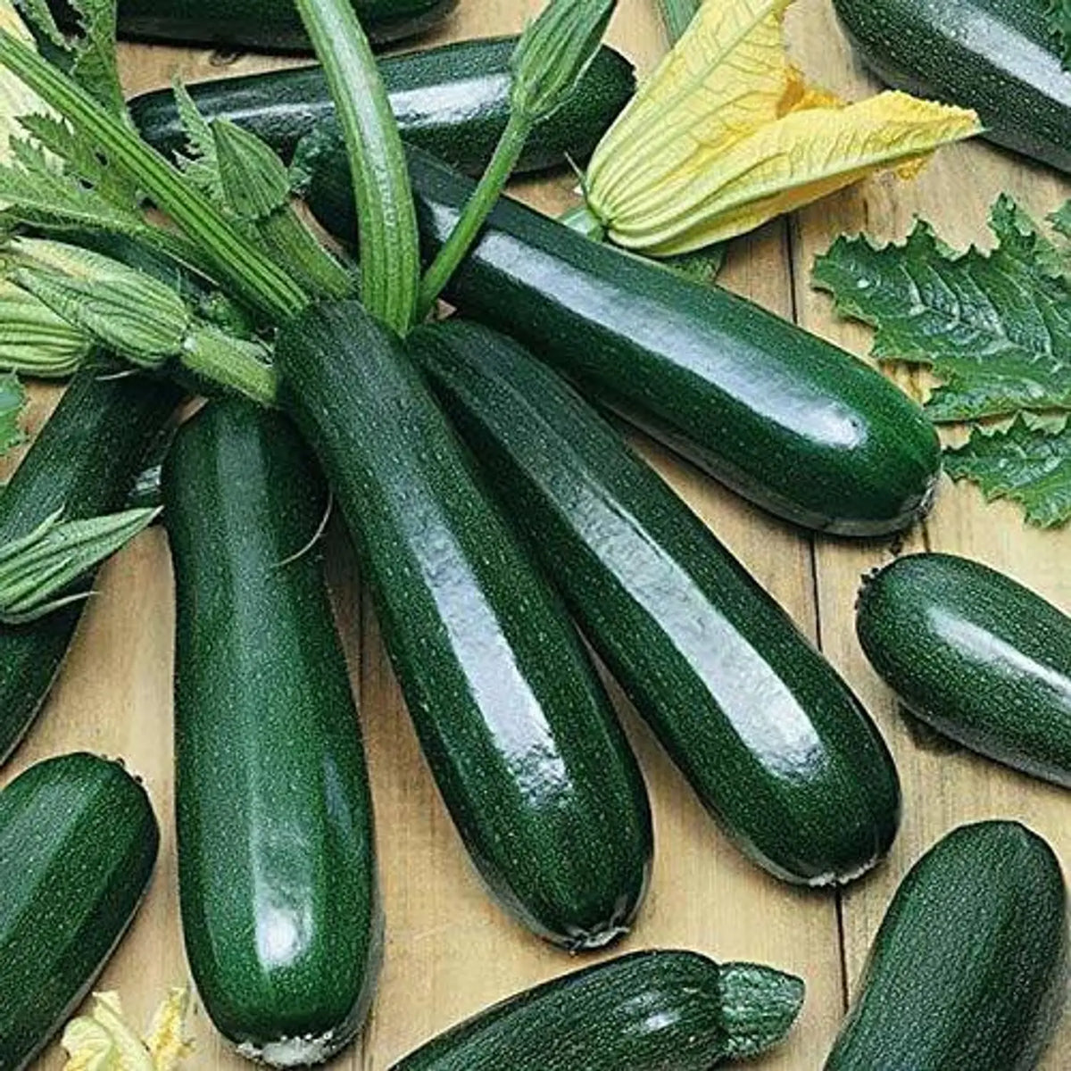 Zucchini Vegetable Seeds: Perfect for Home Planting