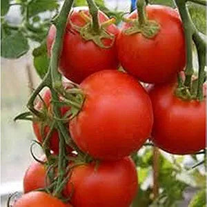 Sub Arctic Plenty Tomato Seeds for Early, Productive Tomatoes