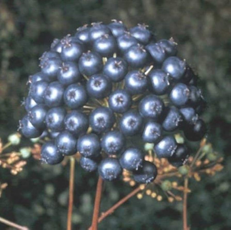 Sarsaparilla Fruit Planting Seeds - Grow Your Own Perennial Climbing Vine