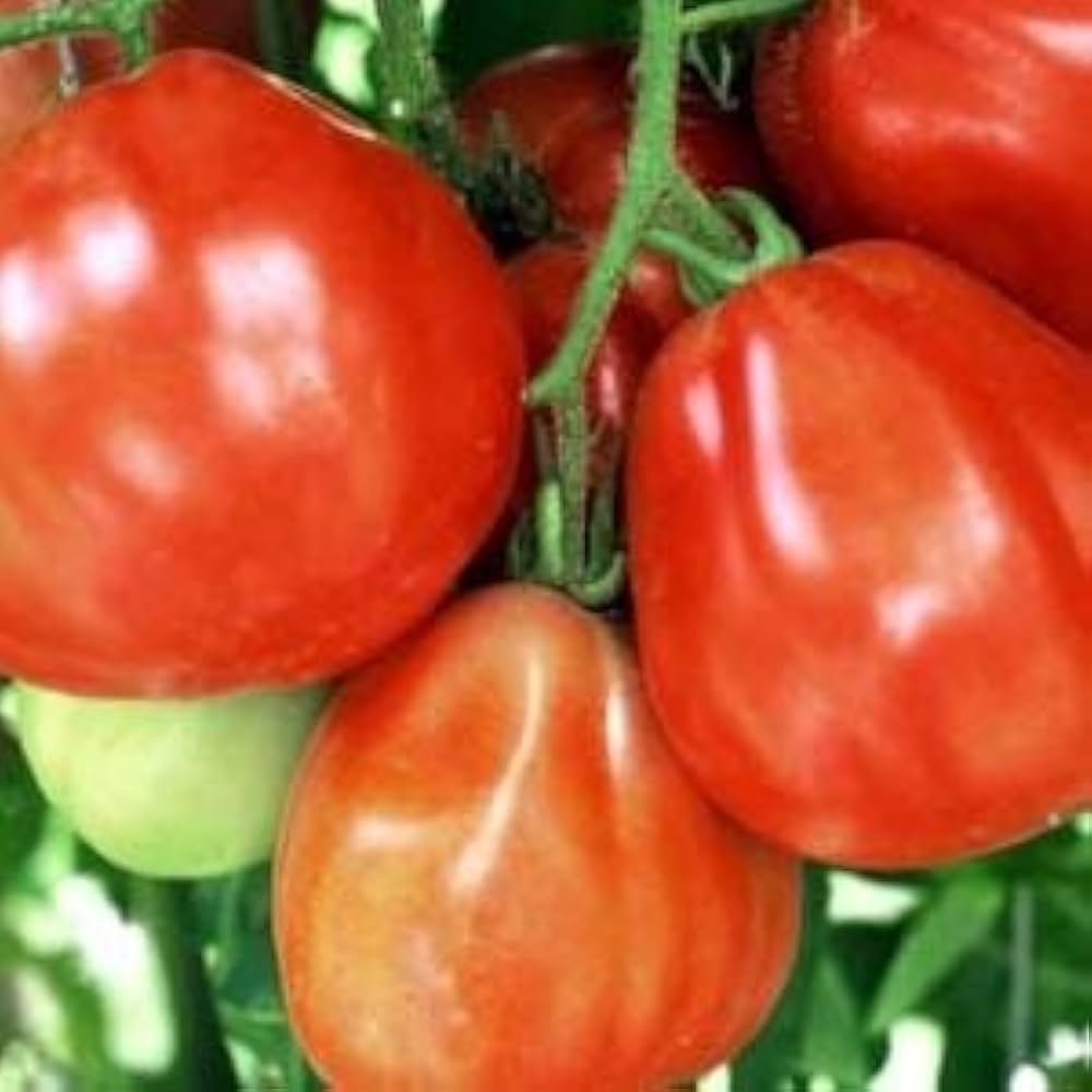 Graines de Tomate Coeur de Boeuf Rose Seeds for Planting vegetable patch
