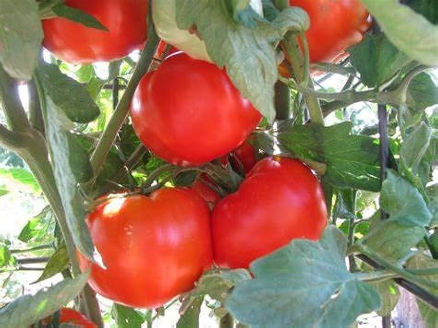 Homestead Tomato Solanum lycopersicum Seeds for Planting - Ideal for Vegetable Patch & Urban Garden