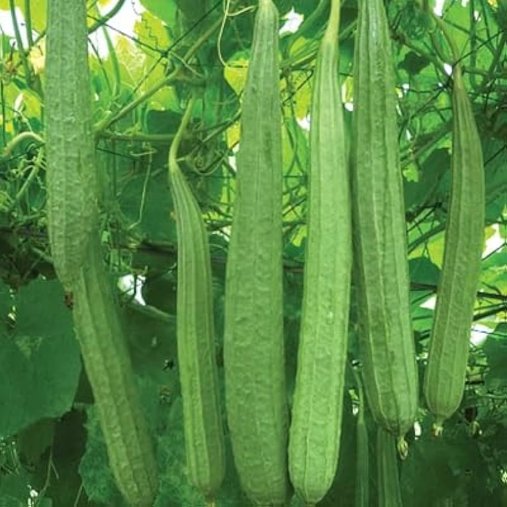 Ridge Gourd Vegetable Seeds for Home Gardening