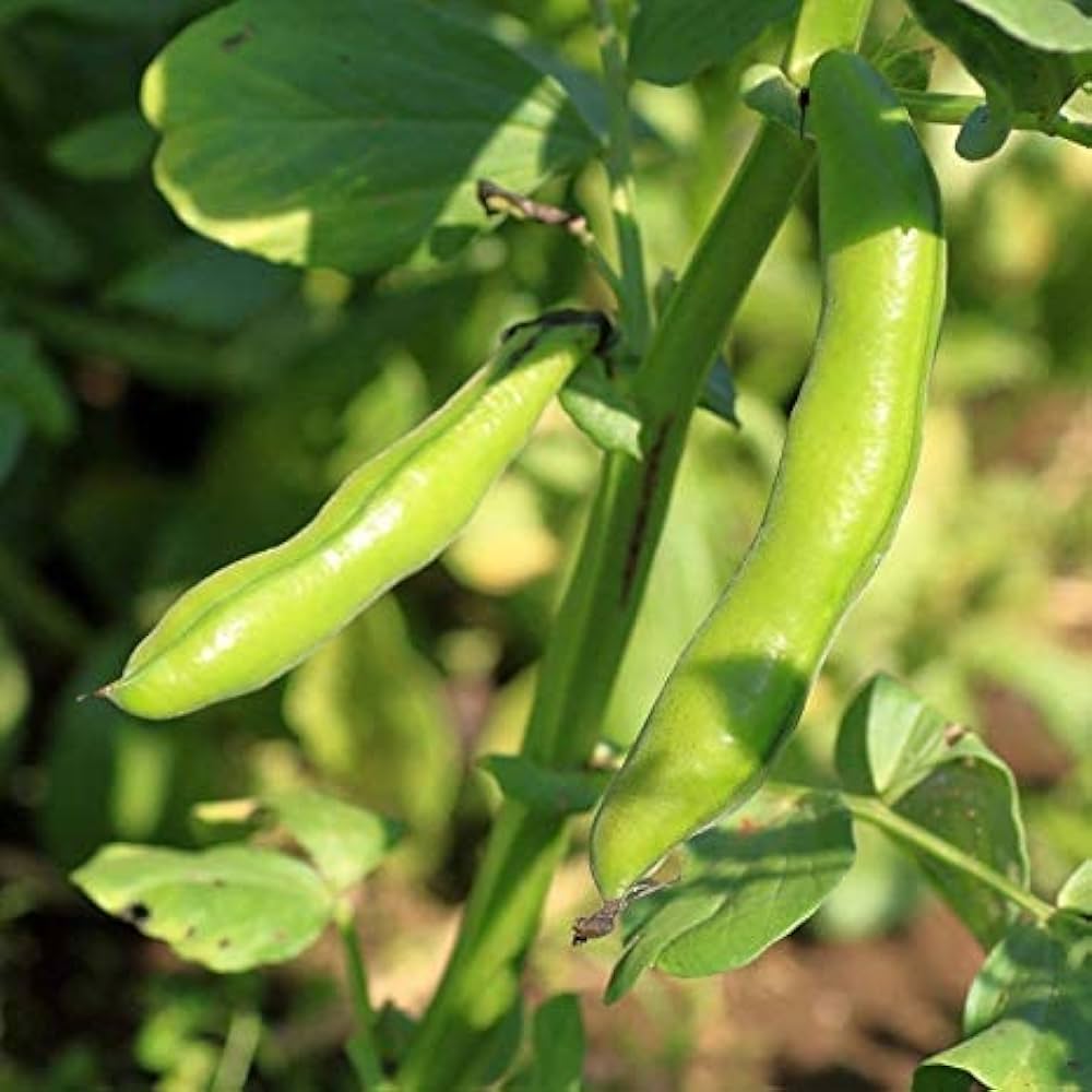 Green Aquadulce Bean Seeds - Ideal for Planting