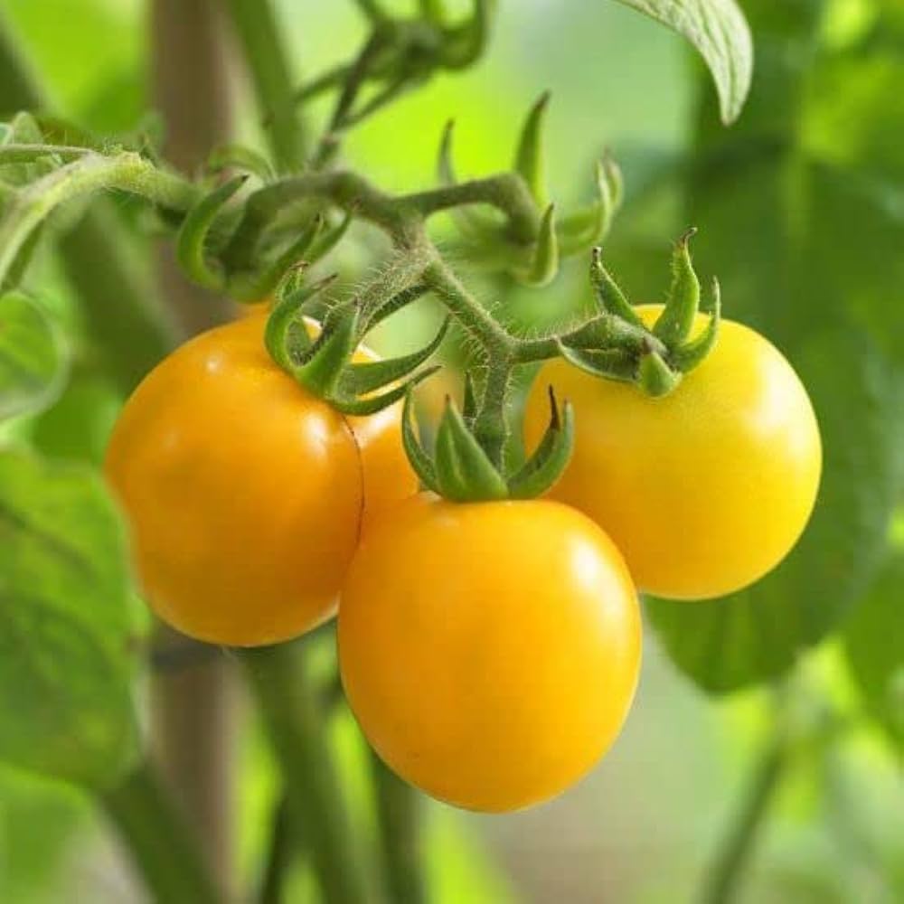 Yellow Tomato Seeds Solanum lycopersicum for Planting in Vegetable Patch and Balcony Planters