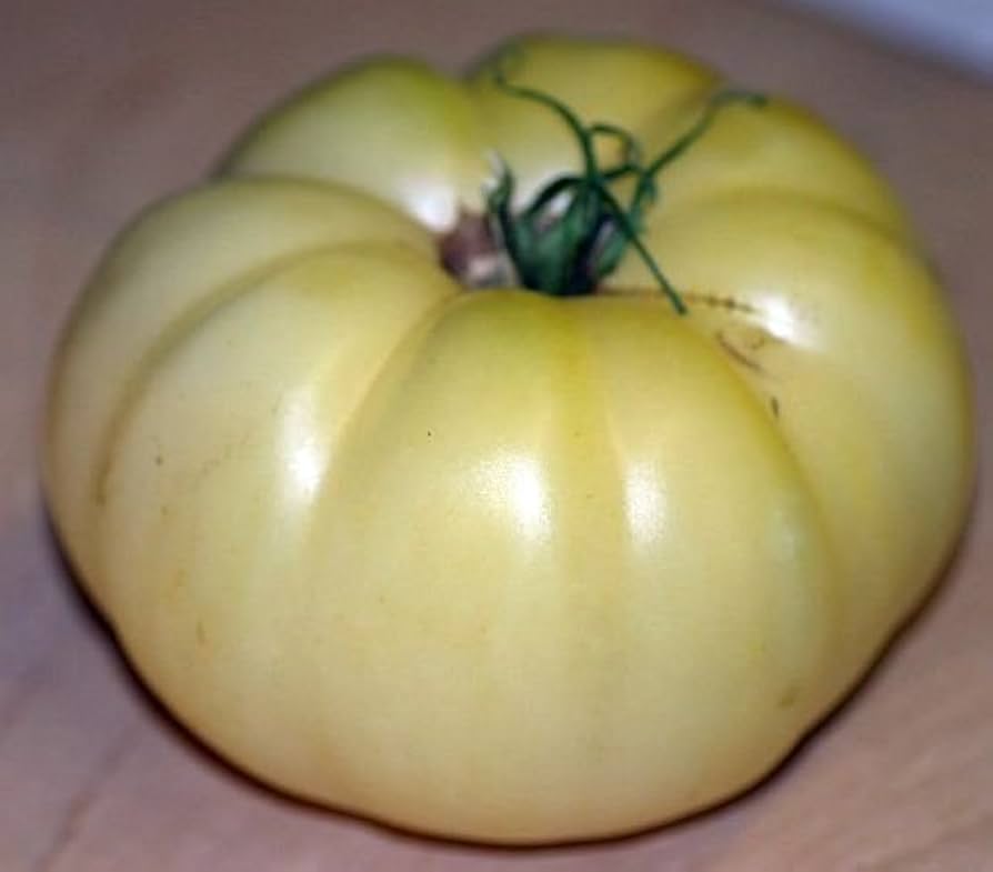 Heirloom Beefsteak Tomato Solanum lycopersicum Seeds for Planting home garden salad patch