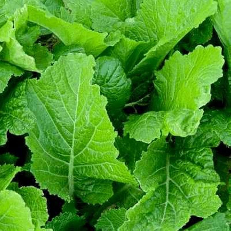 Heirloom Mustard Vegetable Seeds for Planting