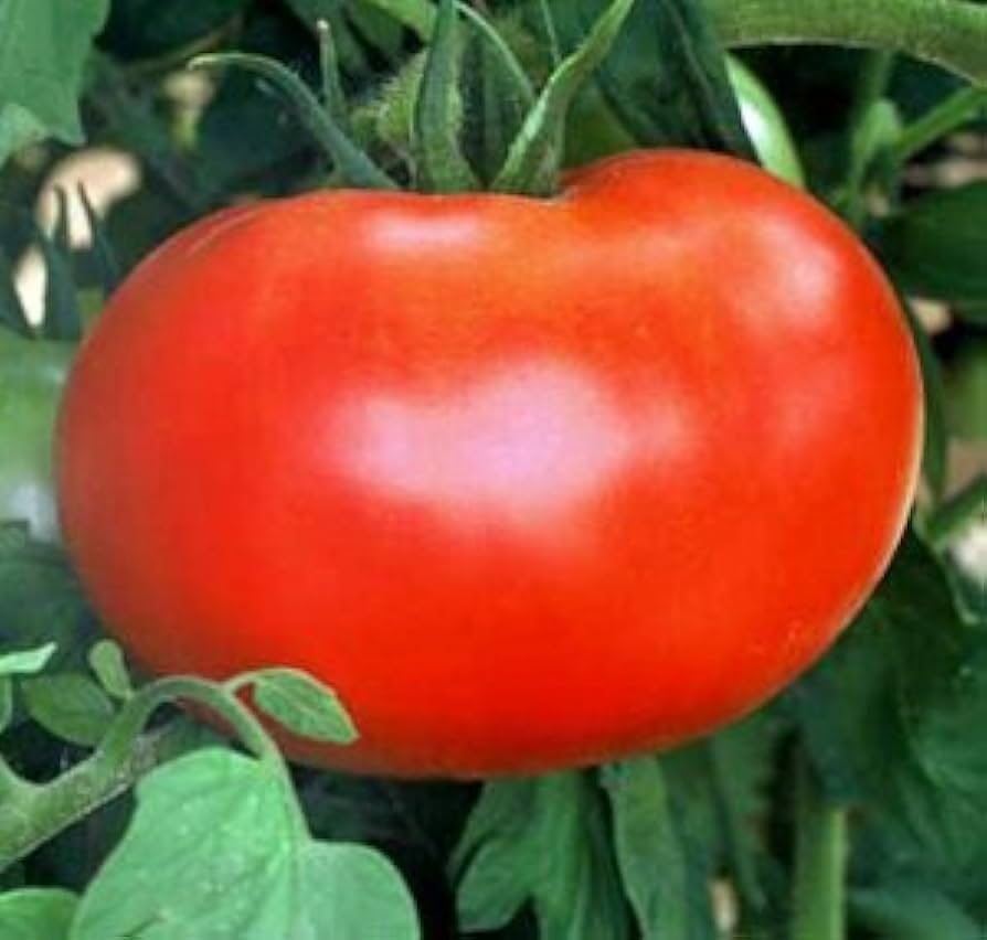 Better Boy Tomato Seeds for Planting Home Vegetable Patch