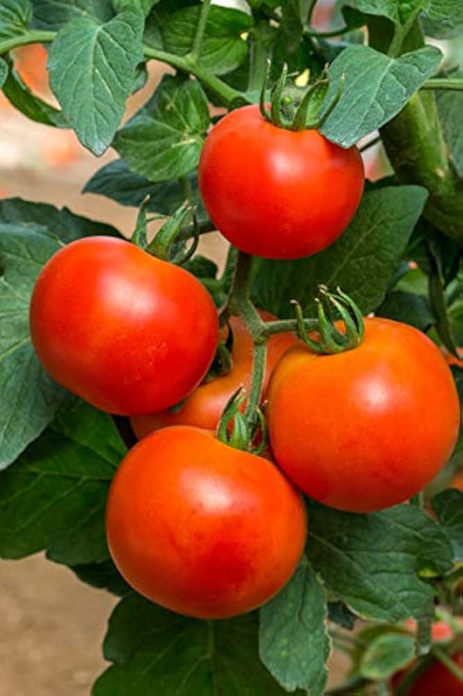 Tomato Solanum lycopersicum Seeds for Planting urban garden home garden