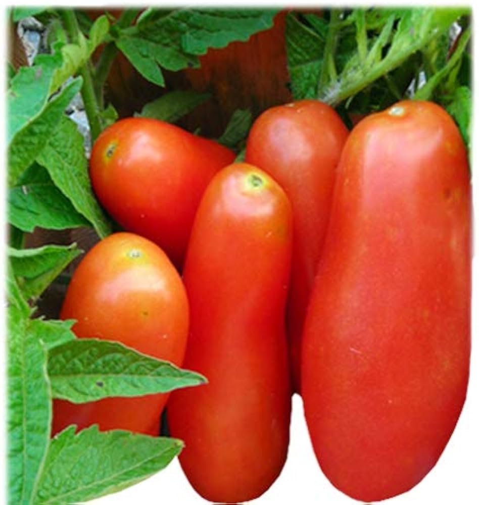 Banana Tomato Solanum lycopersicum for planting in vegetable patch