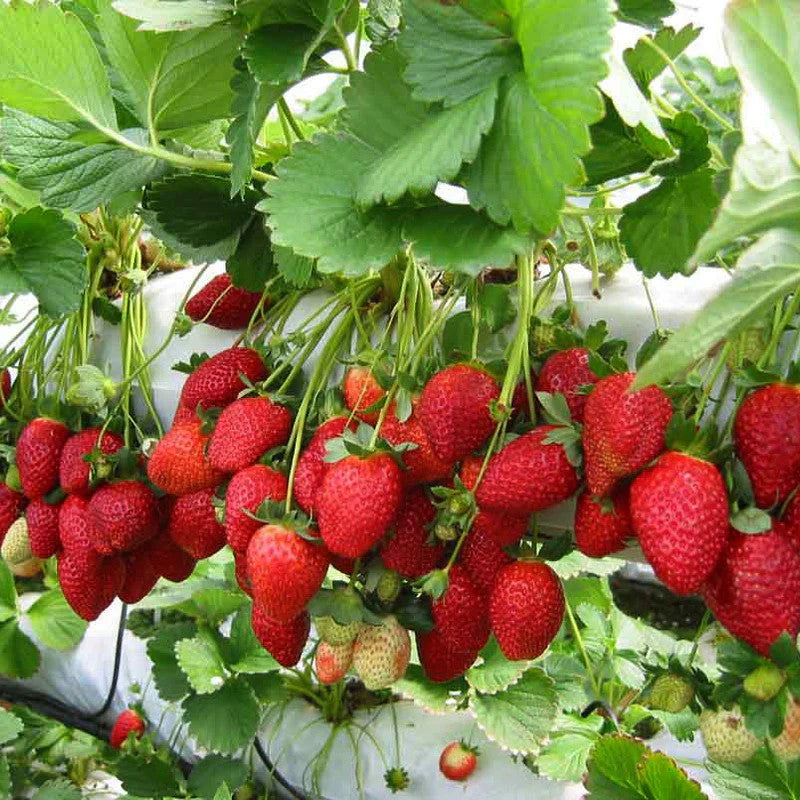 Strawberry Fruit Seeds for Planting  Seed for Lush, Sweet Harvests Ideal for Gardeners Seeking