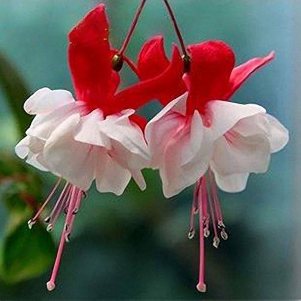 Red and White Fuchsias Seeds for Planting