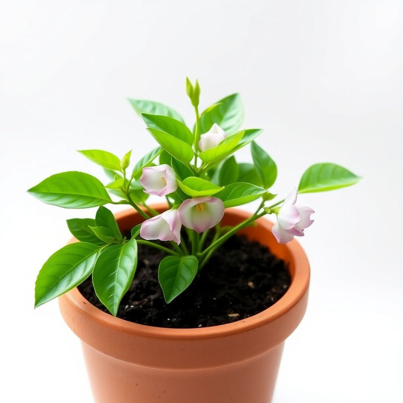 Tuberose Flower Seeds for Planting - Enchanting Fragrant Blooms for Your Garden
