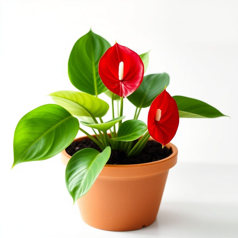 Anthurium Andraeanum Red Flower Seeds for Planting