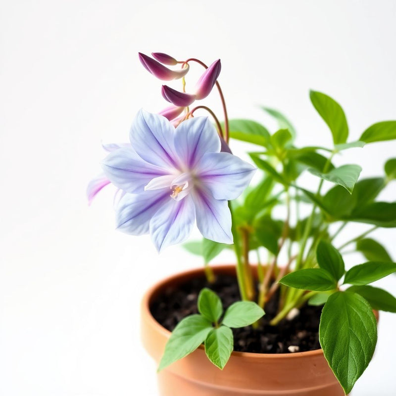 Aquilegia Flower Seeds for Planting - Light Blue & Pink