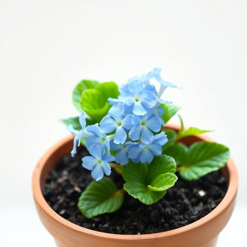 Primula Acaulis Light Blue Seeds for Planting - European Flower Seeds