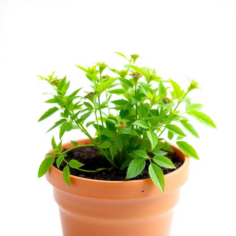 Anise Myrrhis Odorata Flower Seeds for Planting in Herb Garden and Garden