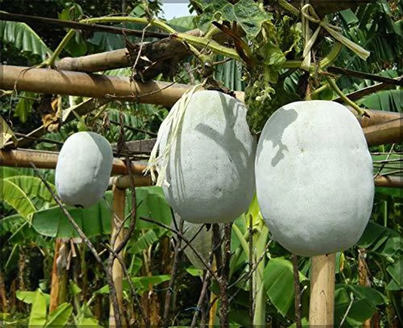 Ash Gourd Seeds - Complete Vegetable Planting Kit