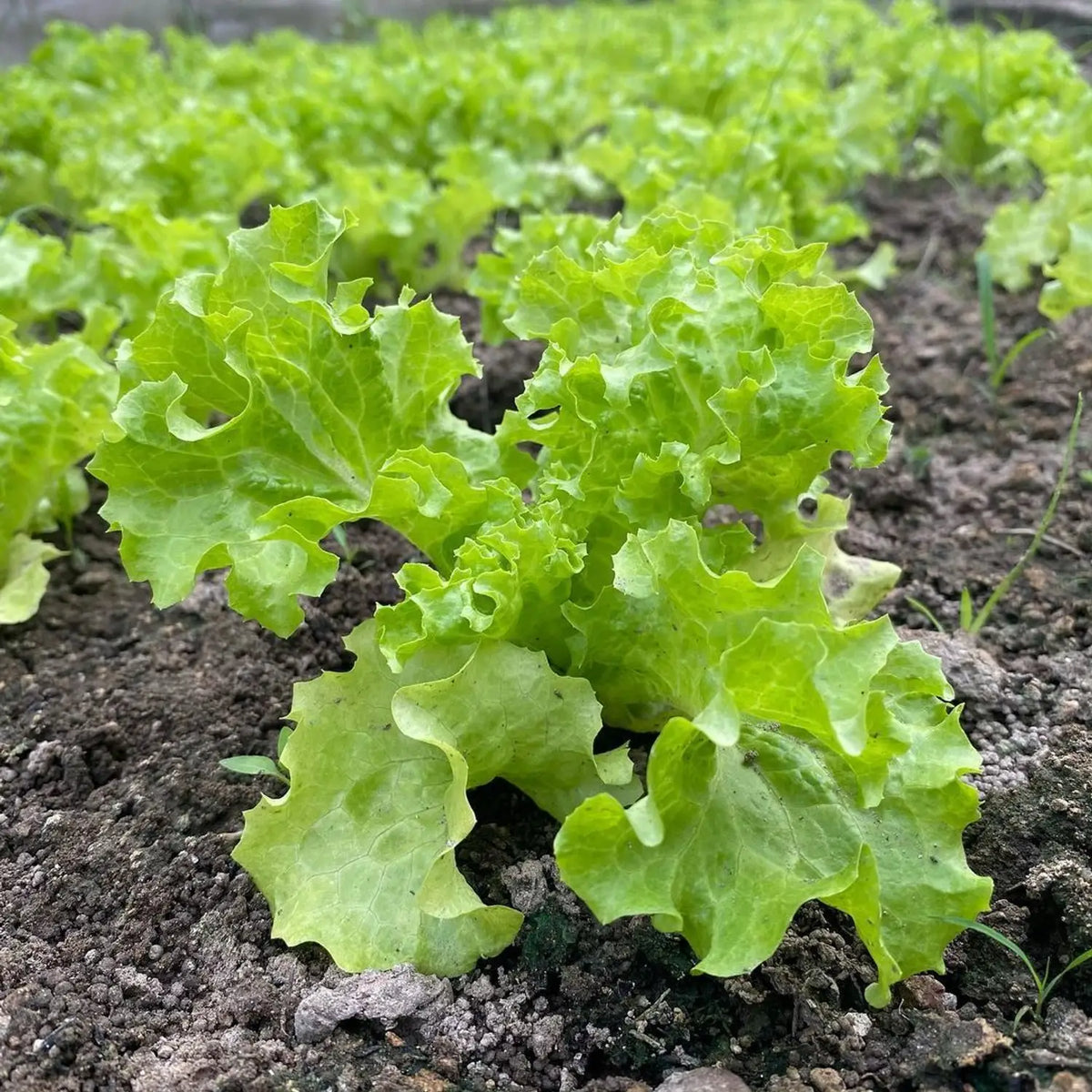 Lettuce Vegetable Seeds for Planting