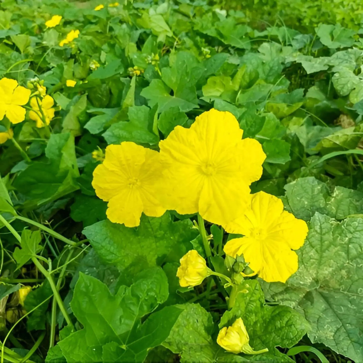 Yellow Luffa Flower seeds for Planting - Vibrant Colors, Heirloom & GMO Free Seeds for Home Garden