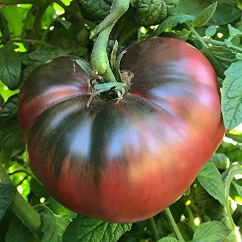 Cherokee Vegetable Seeds for Planting