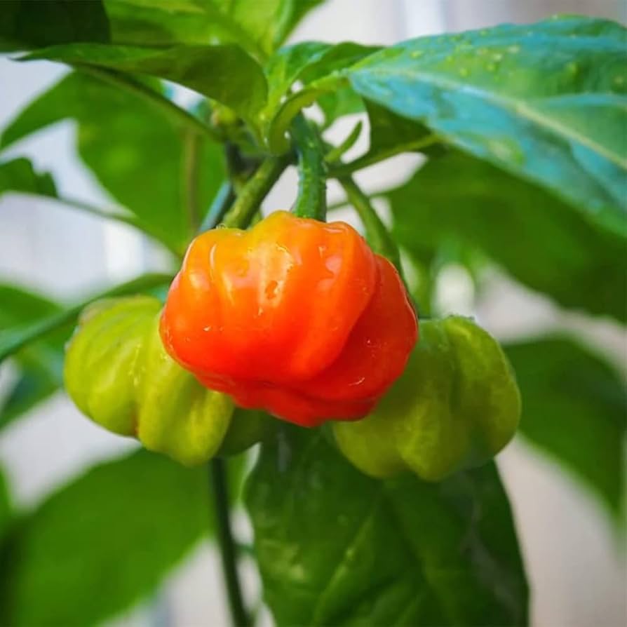 Aji Cubano Dulce Cachucha Pepper Seeds for Planting