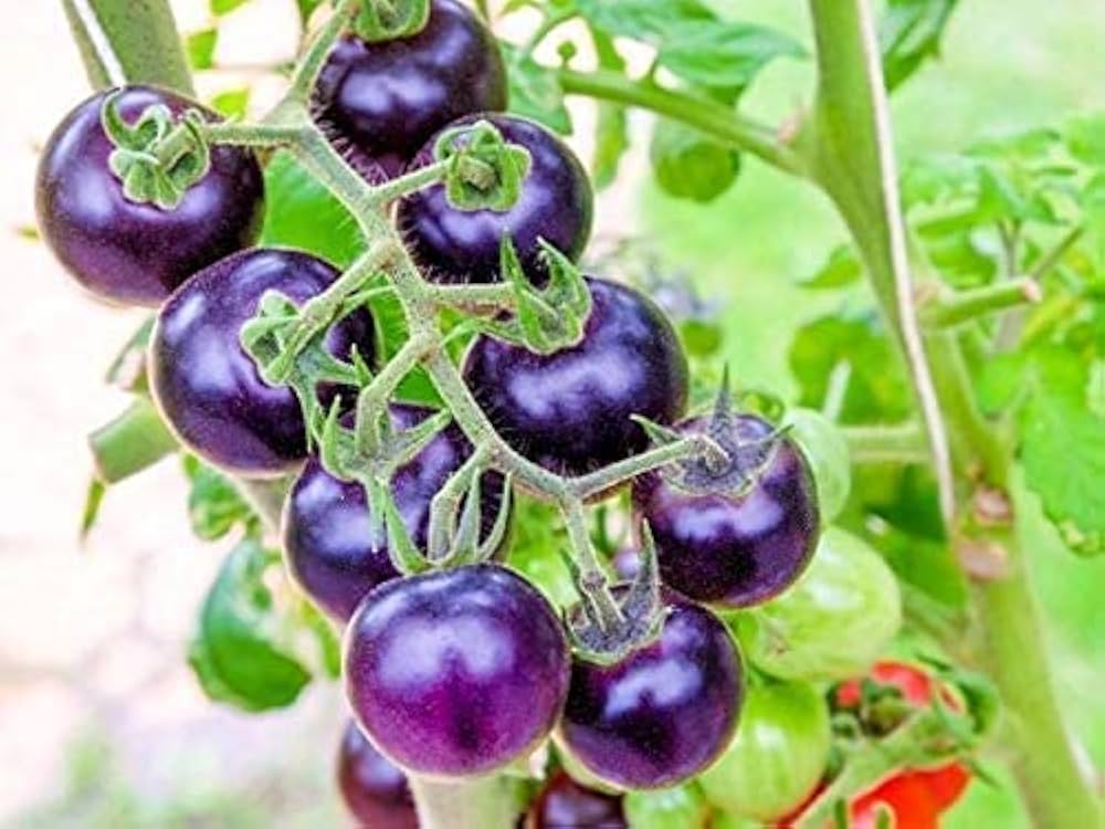 Lavender Tomato Seeds - Perfect for Planting