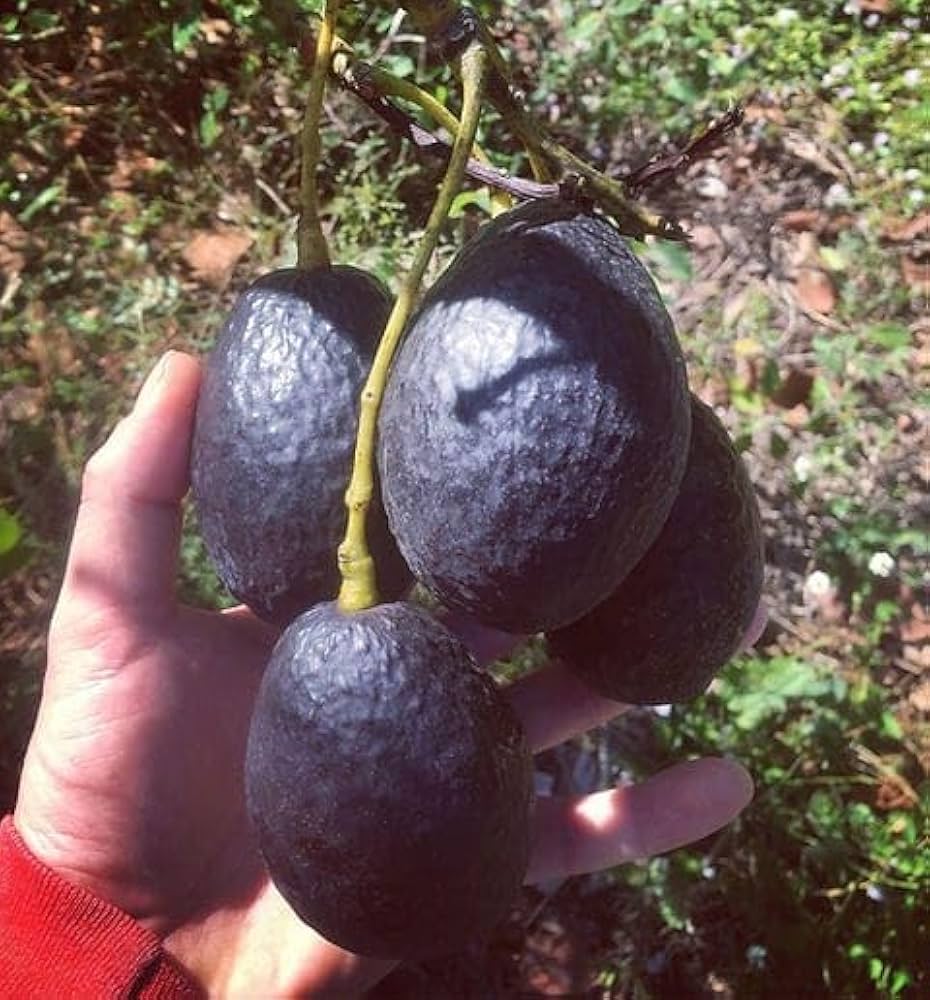 Brown Coldhardy Avocado Seeds for Planting